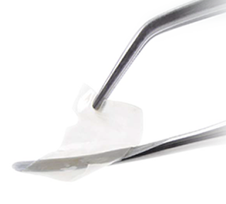 Amnion/Chorion Membrane
