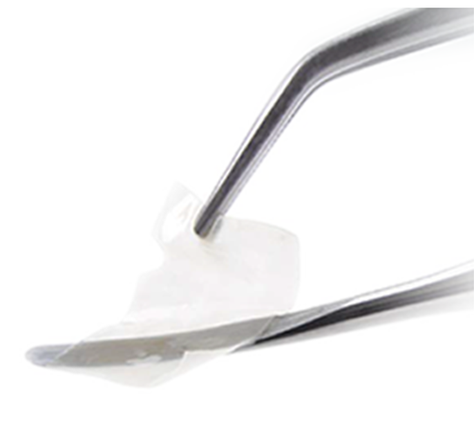 Amnion/Chorion Membrane