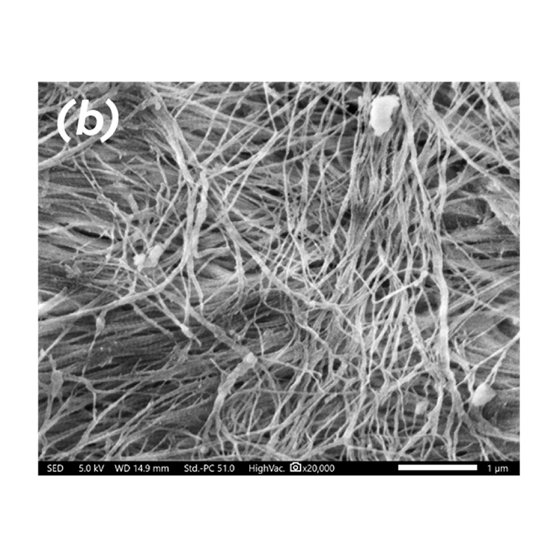 SEM images at 20,000x magnification of Puros Cancellous Allograft